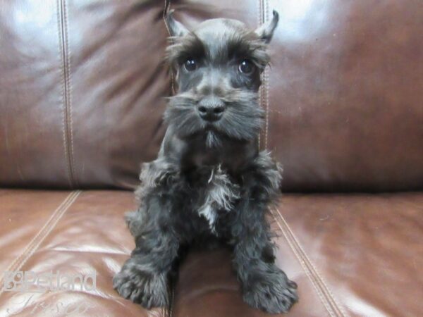 Miniature Schnauzer-DOG-Male-BLK WHITE-26598-Petland Frisco, Texas