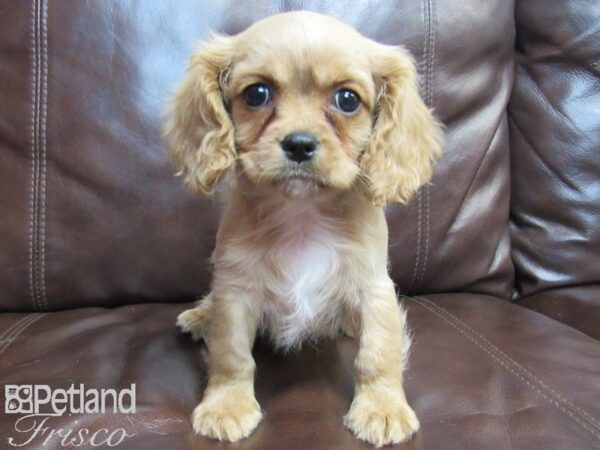 Cava Chon DOG Female RUBY 26599 Petland Frisco, Texas