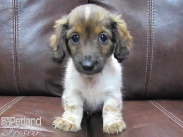 Dachshund DOG Male BROWN WHITE 26600 Petland Frisco & Mckinney, Texas