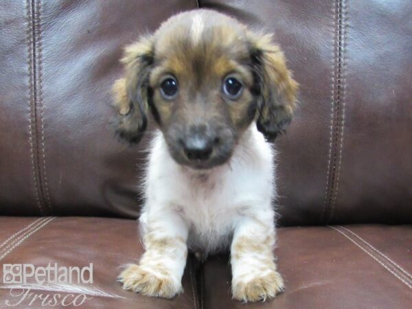 Dachshund-DOG-Male-BROWN WHITE-26600-Petland Frisco, Texas