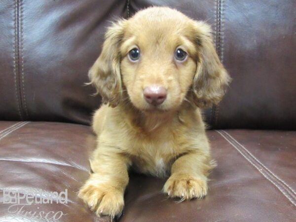 Dachshund DOG Male RED 26601 Petland Frisco, Texas