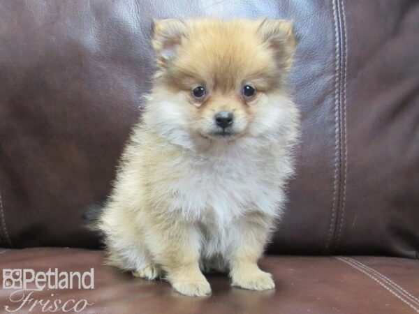 Pomeranian-DOG-Female-SABLE-26602-Petland Frisco & Mckinney, Texas