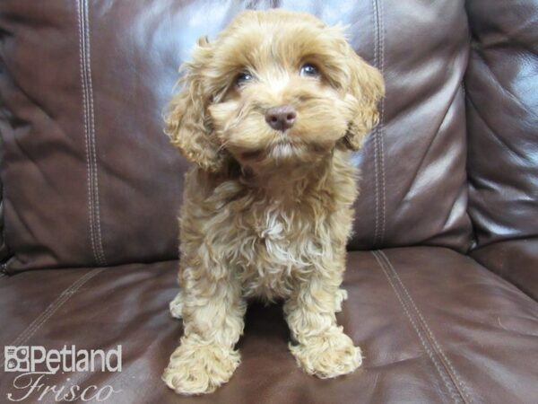 Cock A Poo-DOG-Female-RED-26604-Petland Frisco & Mckinney, Texas