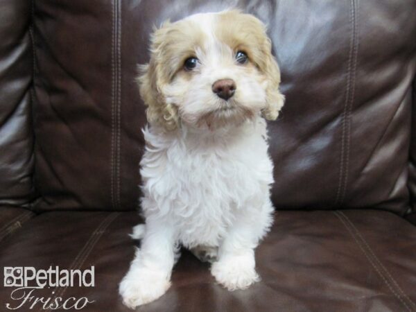 Cock A Poo DOG Male RED WHITE 26605 Petland Frisco, Texas