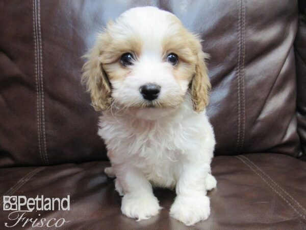 Cava Chon DOG Male BLENHEIM 26606 Petland Frisco, Texas