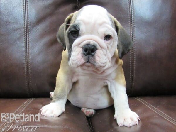 English Bulldog-DOG-Female-White and Brown-26554-Petland Frisco, Texas