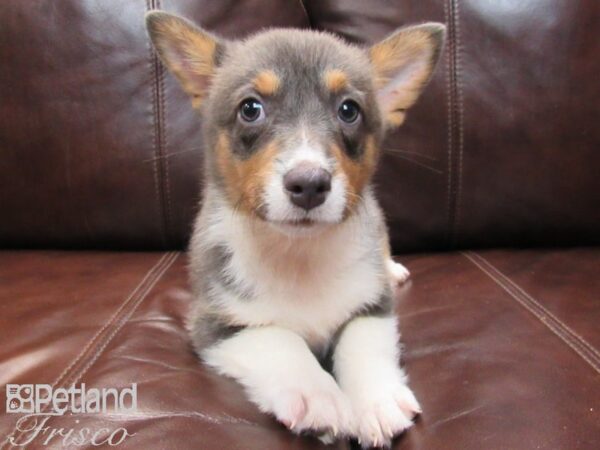 Pembroke Welsh Corgi-DOG-Female-Blue Merle-26559-Petland Frisco, Texas