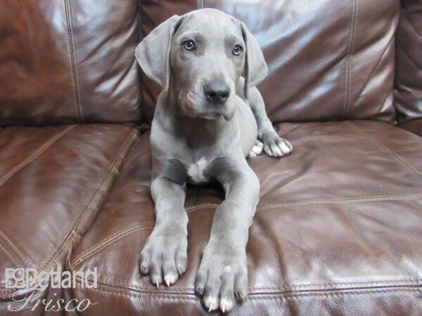 Great Dane DOG Male Blue 26609 Petland Frisco, Texas