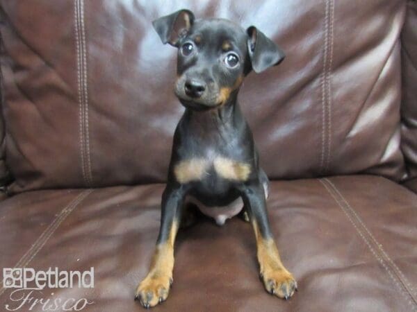 Miniature Pinscher DOG Male Black and Tan 26613 Petland Frisco, Texas