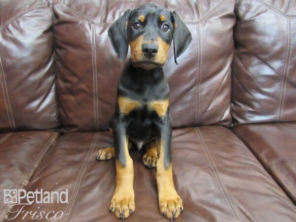 Doberman Pinscher DOG Male Black and Rust 26615 Petland Frisco, Texas