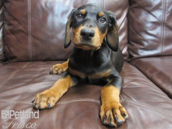 Doberman Pinscher-DOG-Male-Black and Rust-26616-Petland Frisco & Mckinney, Texas