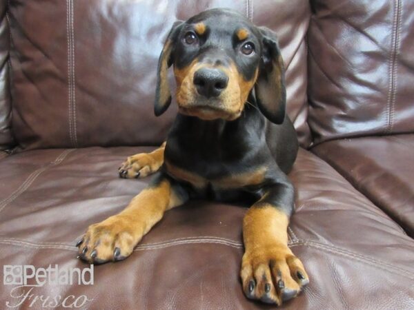 Doberman Pinscher DOG Male Black and Rust 26616 Petland Frisco, Texas