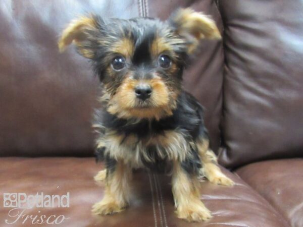 Yorkshire Terrier-DOG-Female-Black and Tan-26617-Petland Frisco, Texas