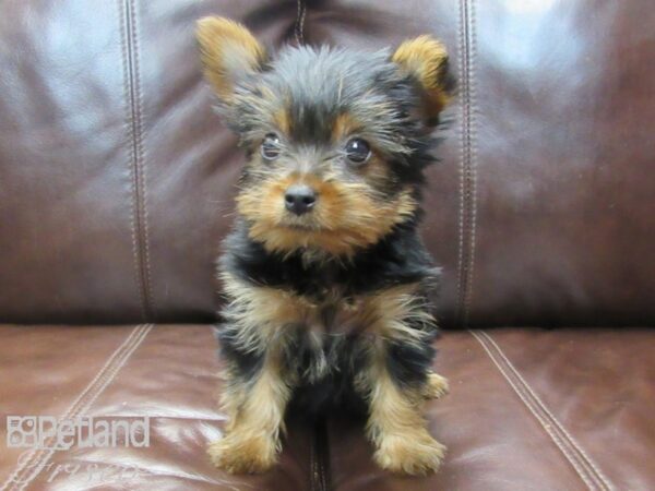 Yorkshire Terrier-DOG-Female-Black and Tan-26618-Petland Frisco, Texas