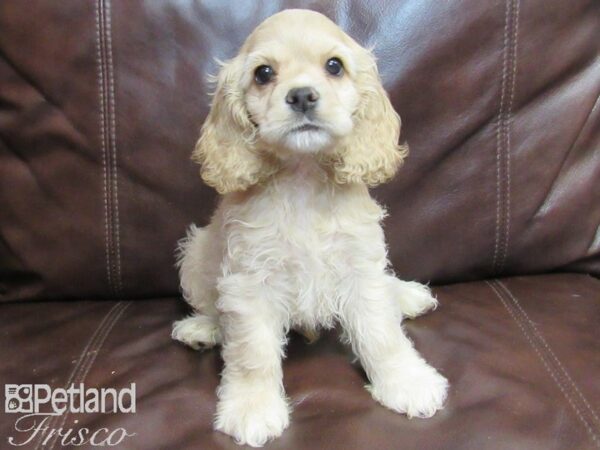 Cocker Spaniel DOG Male Buff 26619 Petland Frisco, Texas