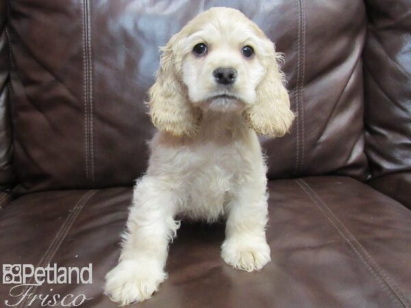 Cocker Spaniel DOG Male Buff 26621 Petland Frisco, Texas