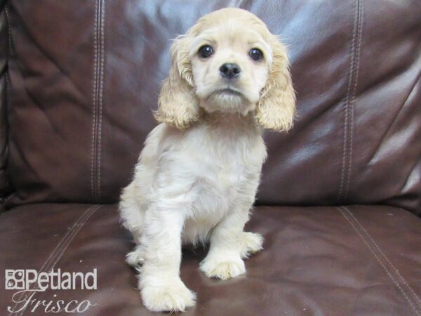 Cocker Spaniel-DOG-Female-Buff-26623-Petland Frisco, Texas