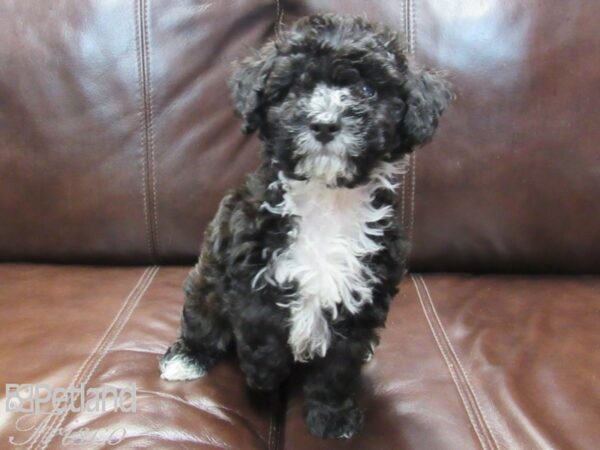 Bichonpoo DOG Male Black and White 26624 Petland Frisco, Texas