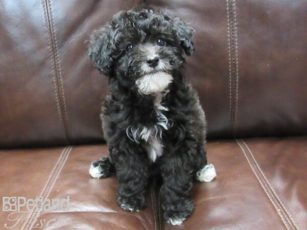 Bichonpoo DOG Female Black and White 26625 Petland Frisco, Texas