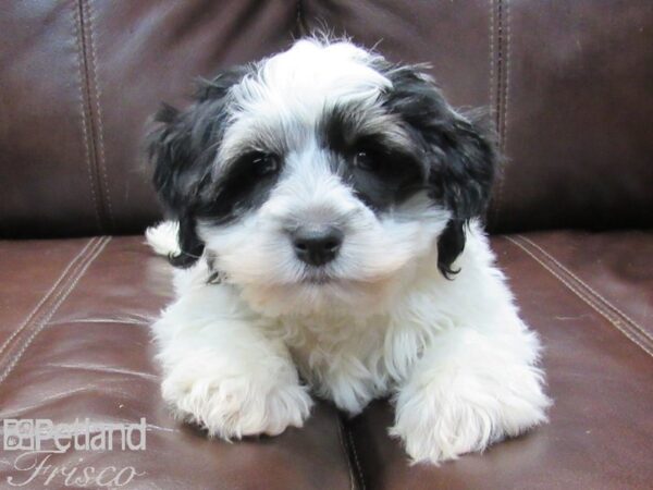 Havanese-DOG-Male-Black and White Parti-26626-Petland Frisco, Texas