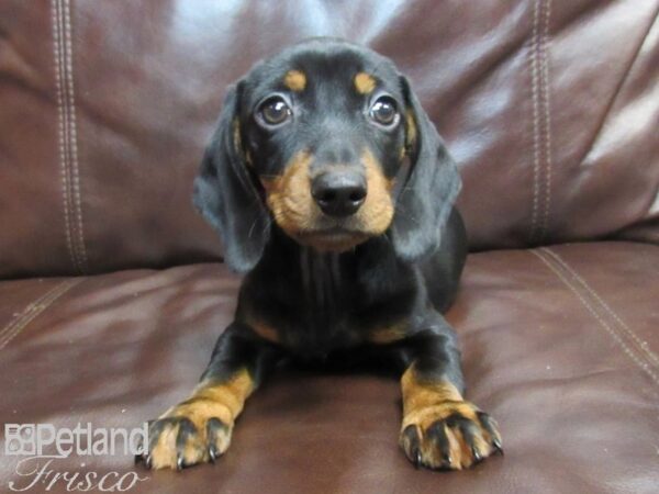 Dachshund DOG Male Black and Tan 26627 Petland Frisco, Texas