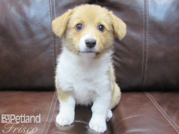 Pembroke Welsh Corgi-DOG-Female-Red and White-26629-Petland Frisco & Mckinney, Texas