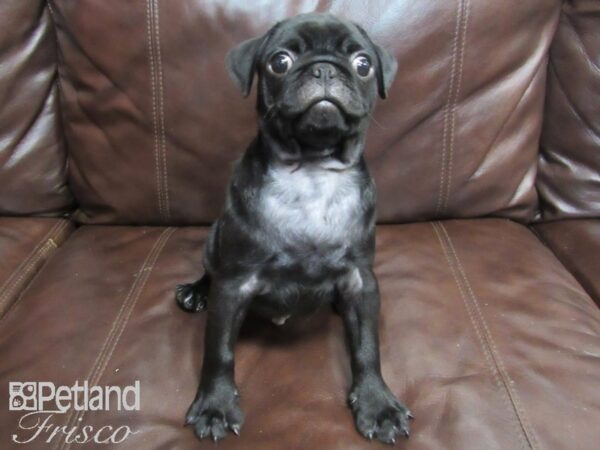 Pug-DOG-Male-Black-26630-Petland Frisco, Texas