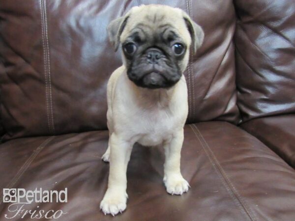 Pug-DOG-Male-Fawn-26631-Petland Frisco & Mckinney, Texas