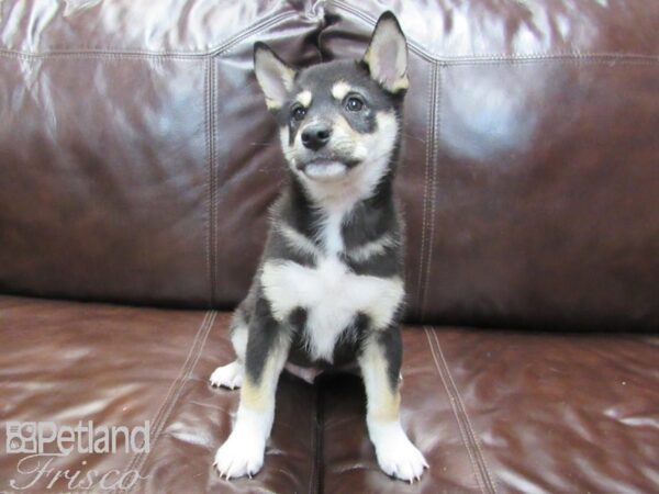 Shiba Inu-DOG-Male-Black and Tan-26632-Petland Frisco, Texas