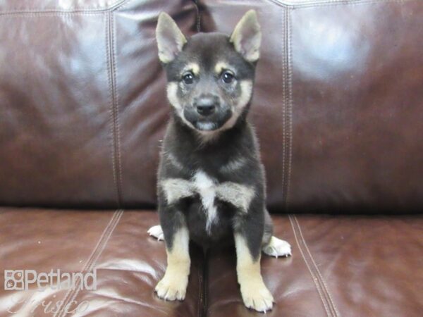 Shiba Inu-DOG-Female-Black and Tan-26633-Petland Frisco & Mckinney, Texas