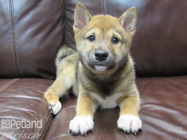 Shiba Inu-DOG-Male-Red Sesame-26634-Petland Frisco & Mckinney, Texas