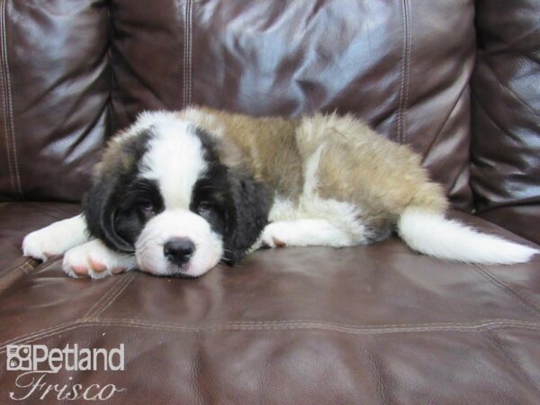 Saint Bernard DOG Male Mahogany and White 26636 Petland Frisco, Texas