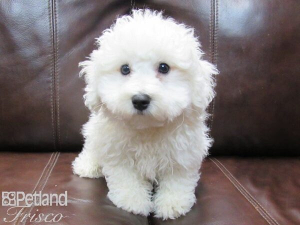 Bichon Frise DOG Female White 26637 Petland Frisco, Texas