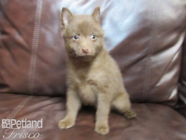 Schipperke-DOG-Male-Chocolate-26638-Petland Frisco & Mckinney, Texas