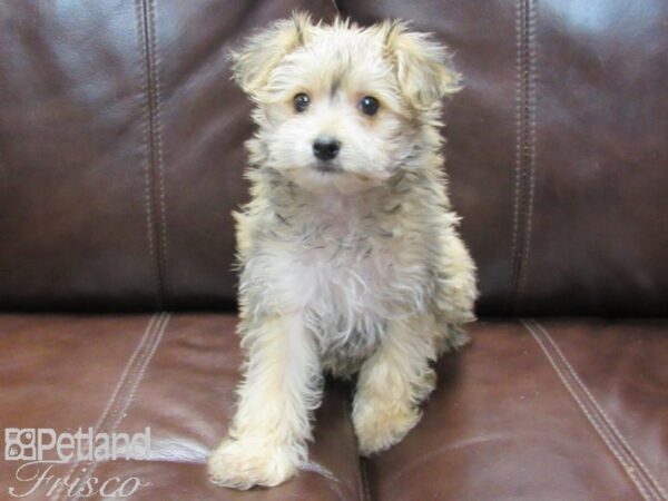 Morkie-DOG-Male-Wheaten-26640-Petland Frisco, Texas