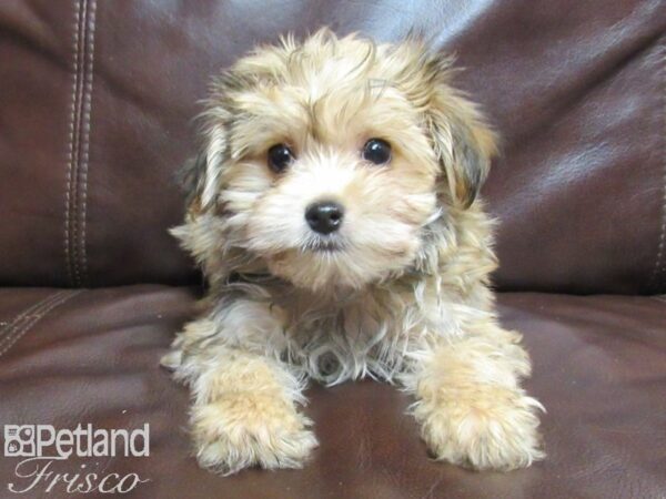 Morkie-DOG-Male-Wheaten-26641-Petland Frisco & Mckinney, Texas