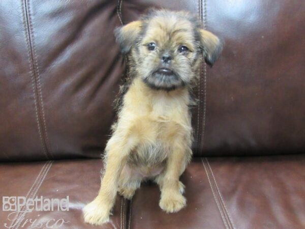 Shiffon DOG Female Belge 26642 Petland Frisco, Texas