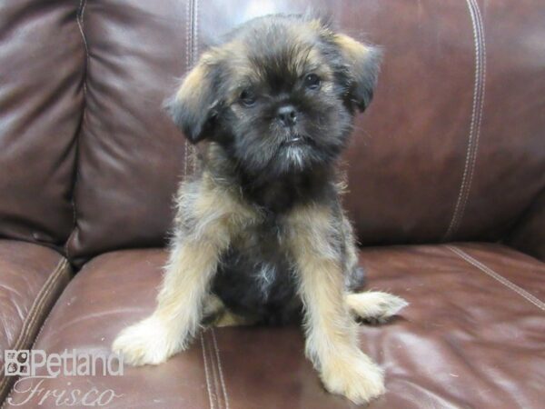 Shiffon-DOG-Female-Belge-26643-Petland Frisco & Mckinney, Texas