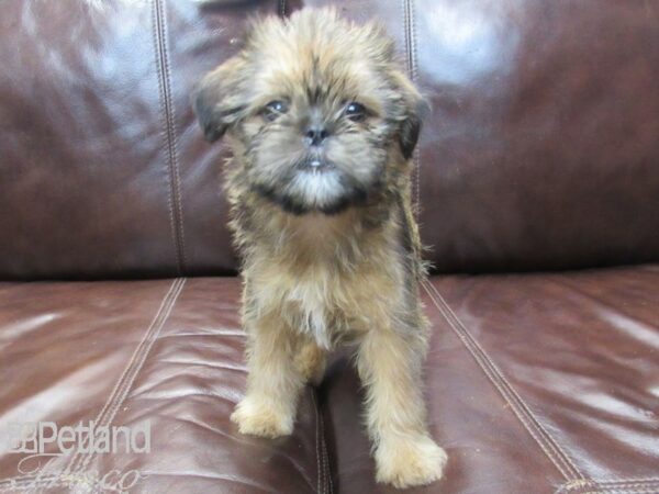 Shiffon-DOG-Female-Belge-26644-Petland Frisco, Texas