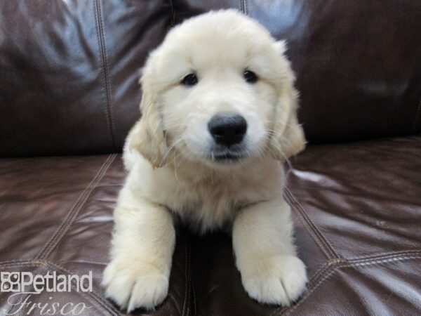 Golden Retriever-DOG-Male-Golden-26645-Petland Frisco & Mckinney, Texas