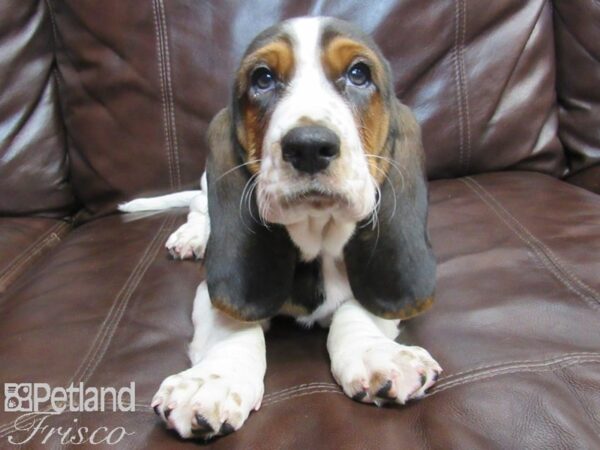 Basset Hound-DOG-Male-Black Tri-26646-Petland Frisco & Mckinney, Texas