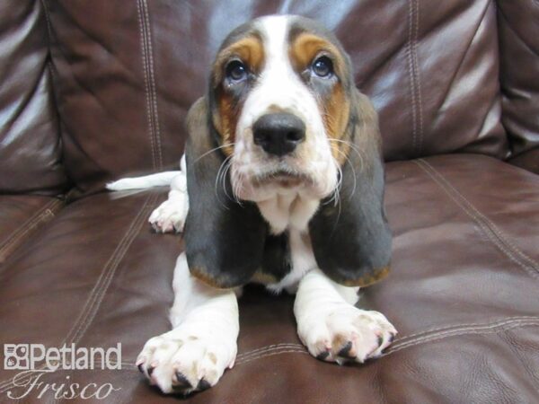 Basset Hound DOG Male Black Tri 26646 Petland Frisco, Texas