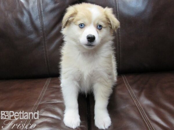 Aussiemo DOG Male Red & WHite 26647 Petland Frisco, Texas