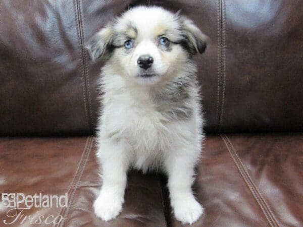 Aussiemo-DOG-Female-Blue Merle-26648-Petland Frisco, Texas
