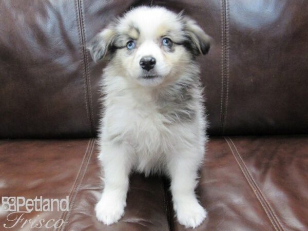 Aussiemo DOG Female Blue Merle 26648 Petland Frisco, Texas