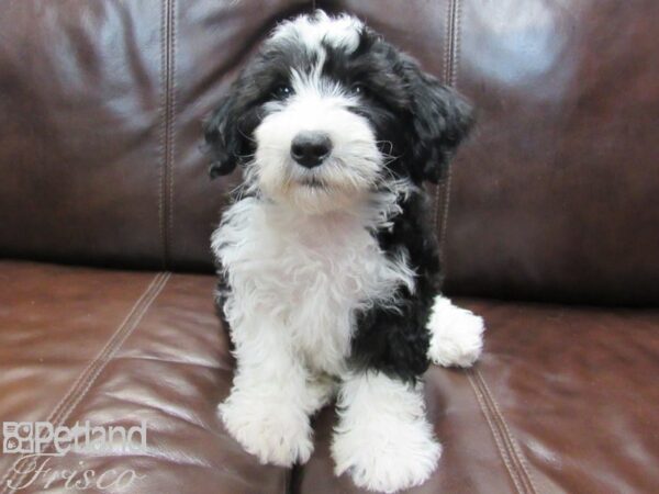 Sheepadoodle-DOG-Male-Black & White-26649-Petland Frisco & Mckinney, Texas