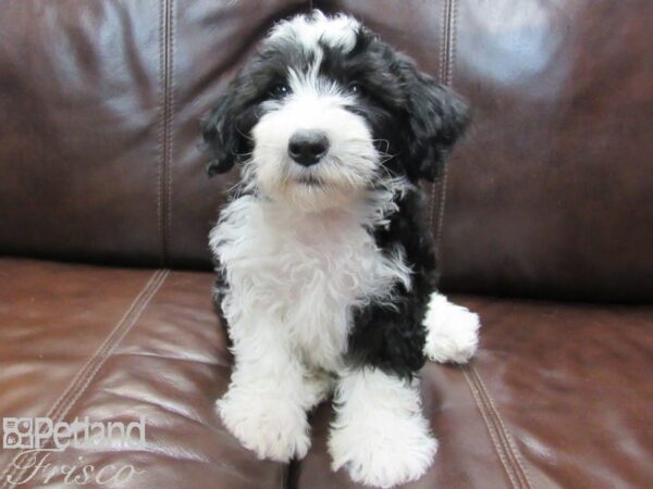 Sheepadoodle DOG Male Black & White 26649 Petland Frisco, Texas