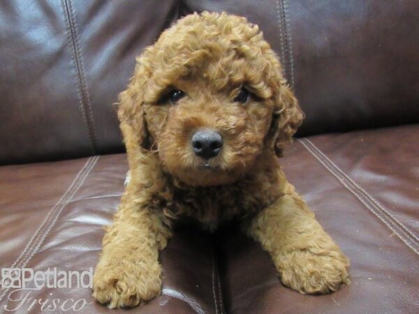 F2 MINI GOLDENDOODLE DOG Male Red 26650 Petland Frisco, Texas