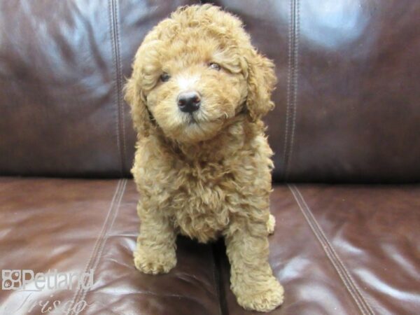 F2 MINI GOLDENDOODLE-DOG-Male-Red-26651-Petland Frisco, Texas