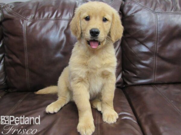 Golden Retriever-DOG-Female-Golden-26652-Petland Frisco & Mckinney, Texas